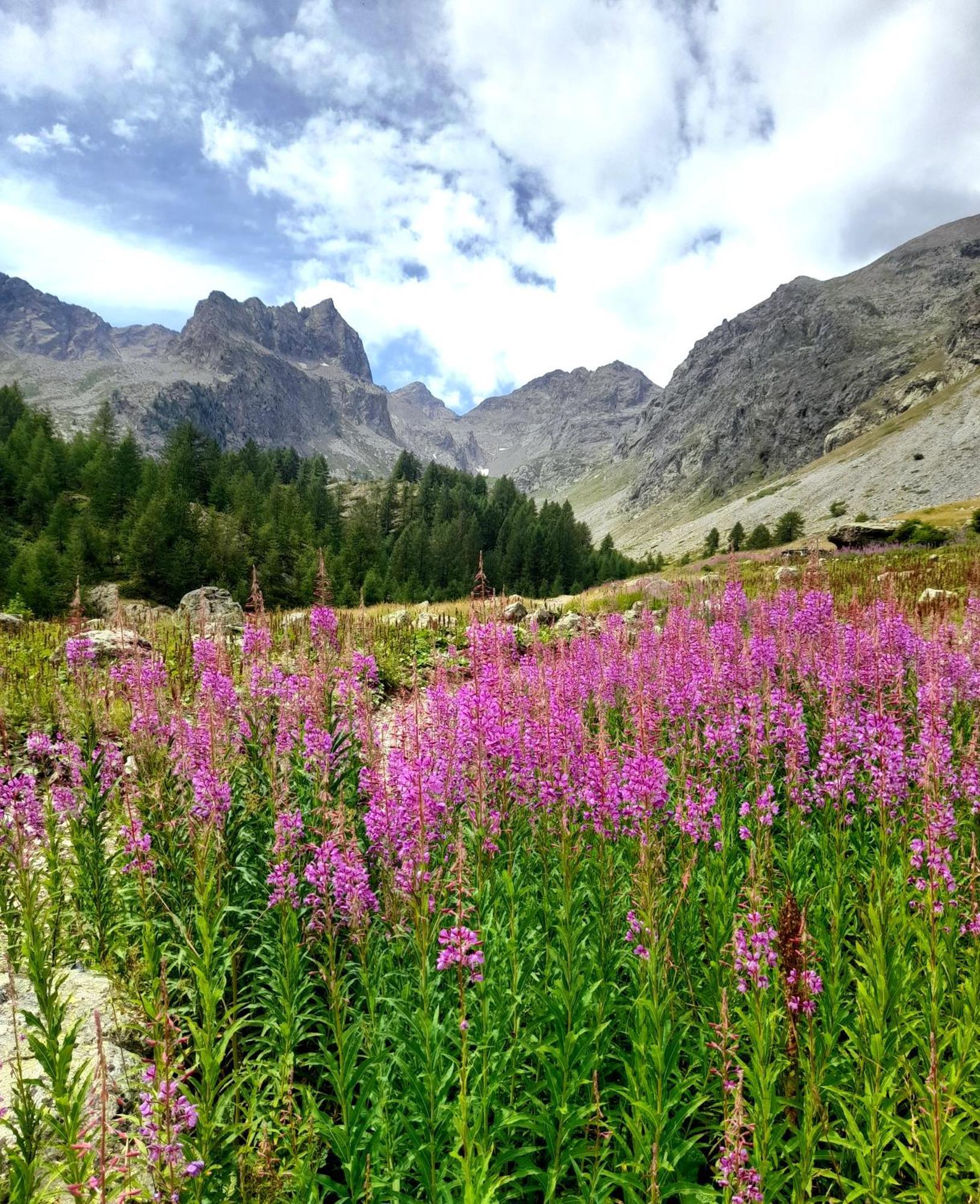 Hotel La Primula Borgo San Dalmazzo Zewnętrze zdjęcie